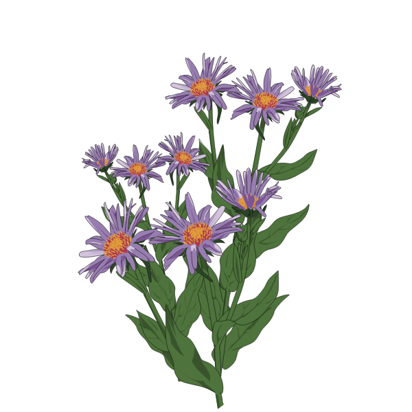 SVG Aster of Pyrenees illustration