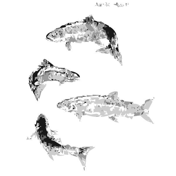 SVG Atlantic Salmon autotrace