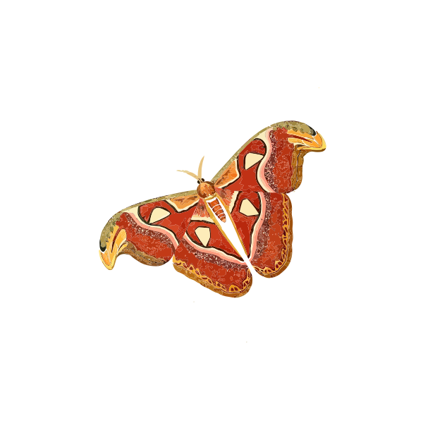 SVG Atlas moth