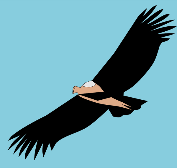 SVG Ave colombiana