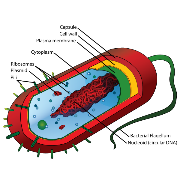 SVG Average prokaryote cell en