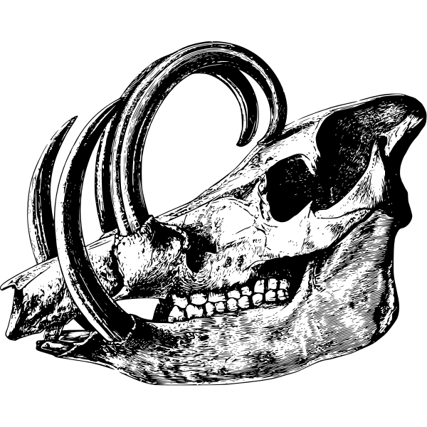 SVG Babirusa039s skull