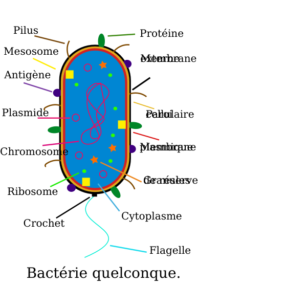 SVG Bacteria-1574866366