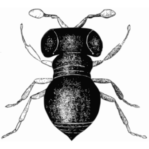 SVG Baeus achaearaneus vector image