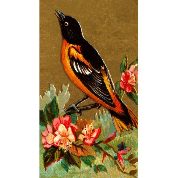 SVG Baltimore oriole