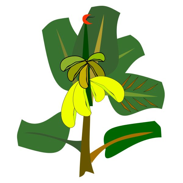 SVG Banana tree with ripe fruits vector illustration
