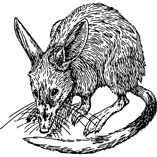 SVG Bandicoot