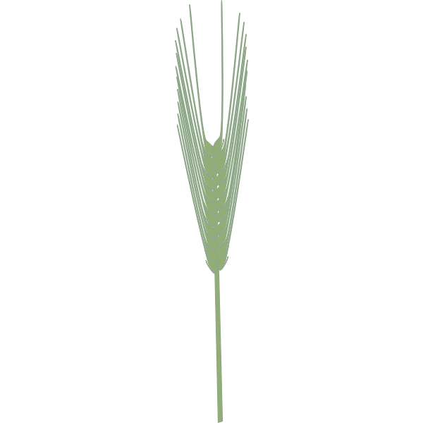 SVG Barley plant vector clip art