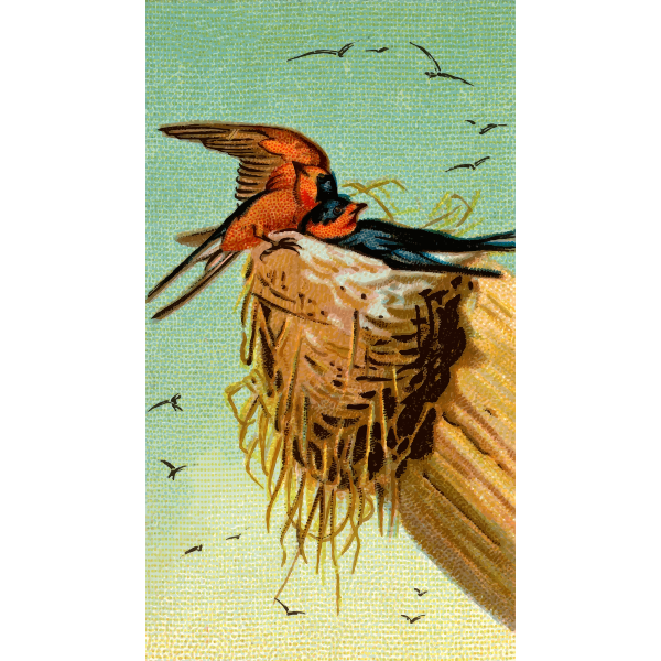 SVG Barn Swallow