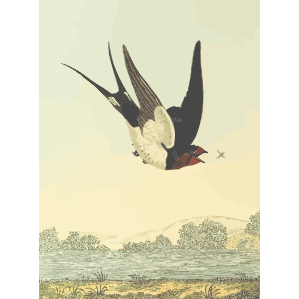 SVG Barn swallow bird on a nature scenery vector drawing