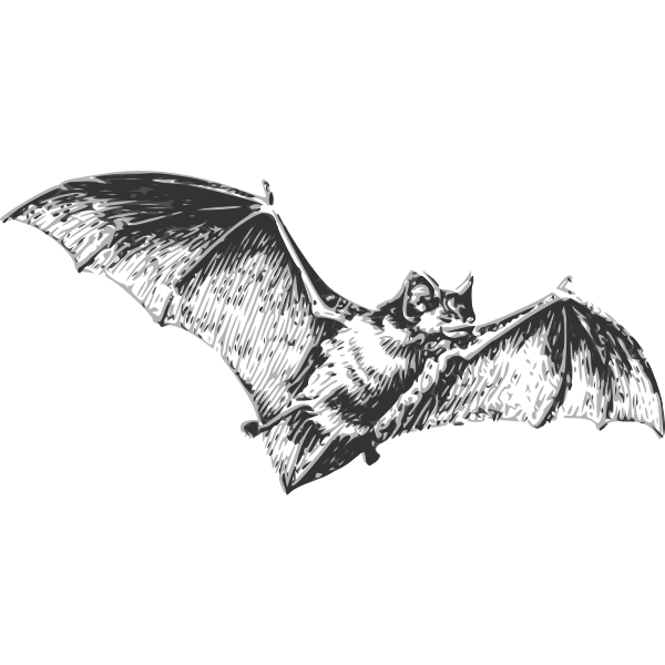 SVG bat