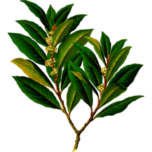 SVG Bay laurel