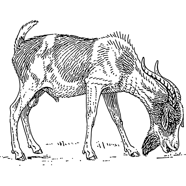 SVG Bearded goat