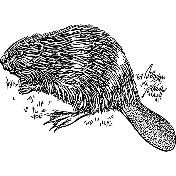 SVG Beaver 1