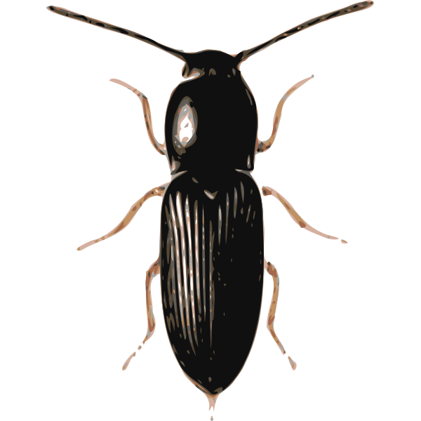 SVG beetle cardiophorus