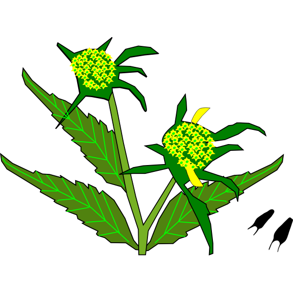 SVG Beggar Ticks Flower Plant