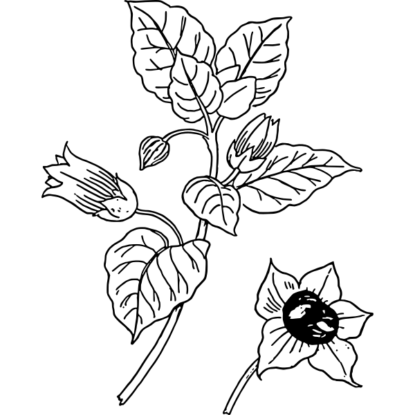 SVG Belladonna