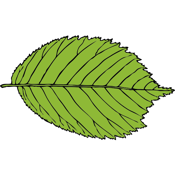 SVG bi-serrate leaf