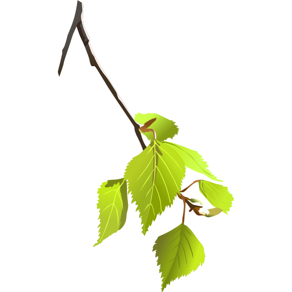 SVG Birch leafs