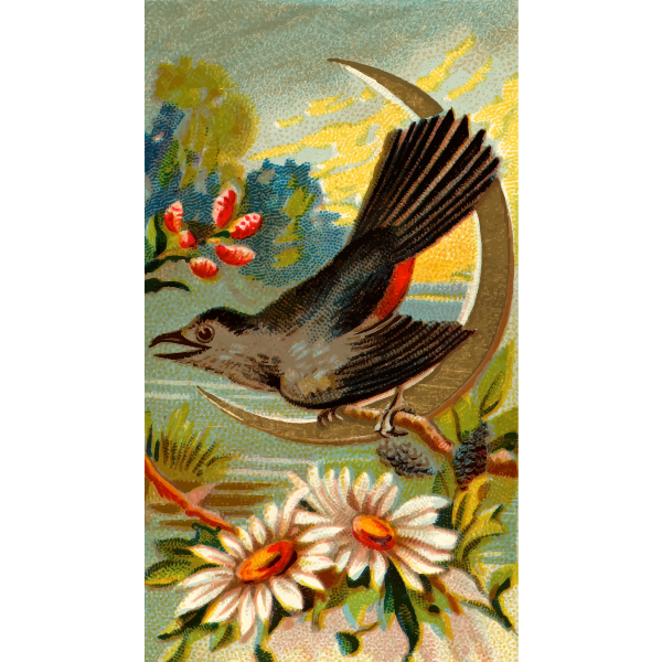 SVG Bird drawing