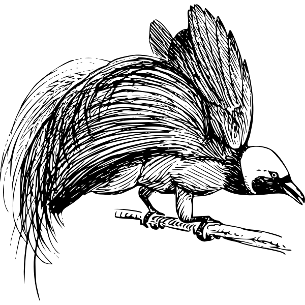SVG Bird of paradise 3