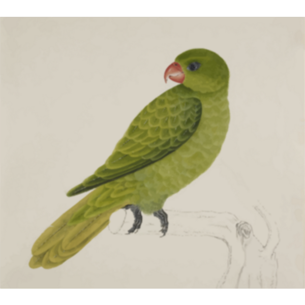SVG Bird with green feathers on a tree branch vector drawing