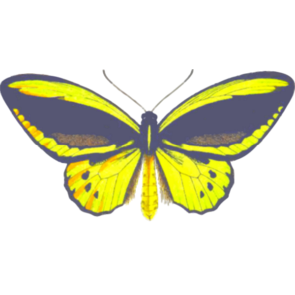 SVG Birdwing butterfly