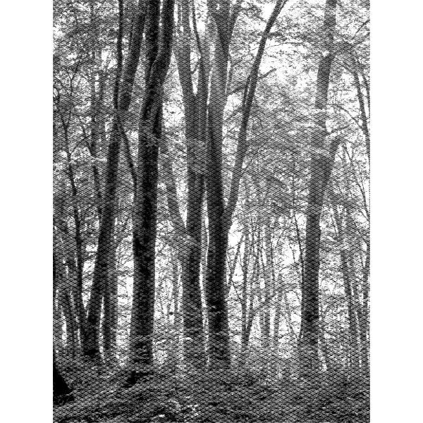 SVG Black and white forest