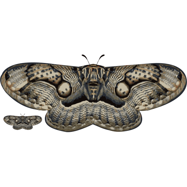 SVG Black and white moth vector image