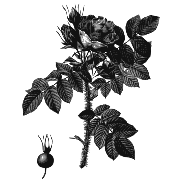 SVG Black and white rosehip and rose flower