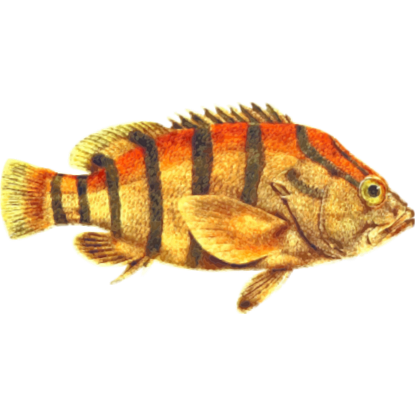 SVG Black-banded seaperch