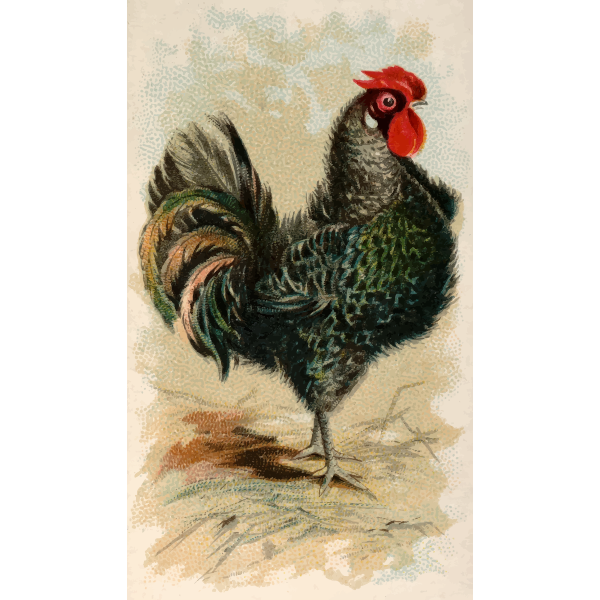 SVG Black frizzled fowl