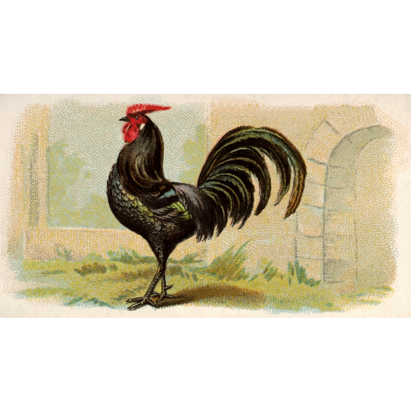 SVG Black Hamburgh