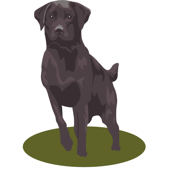 SVG Black lab dog vector image