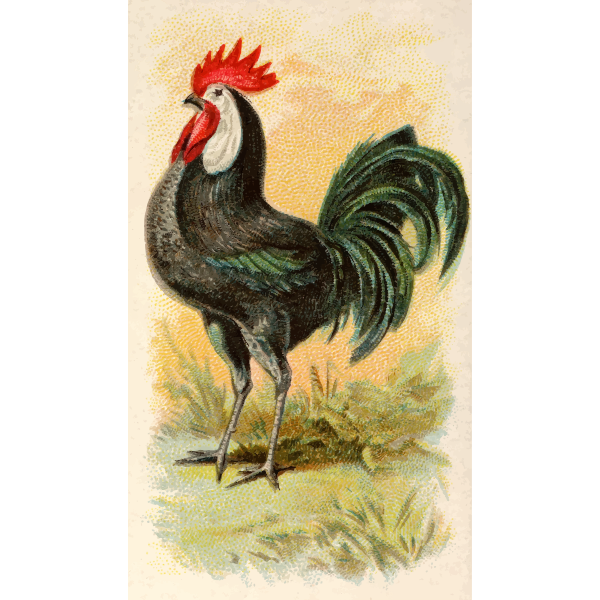 SVG Black Spanish chicken