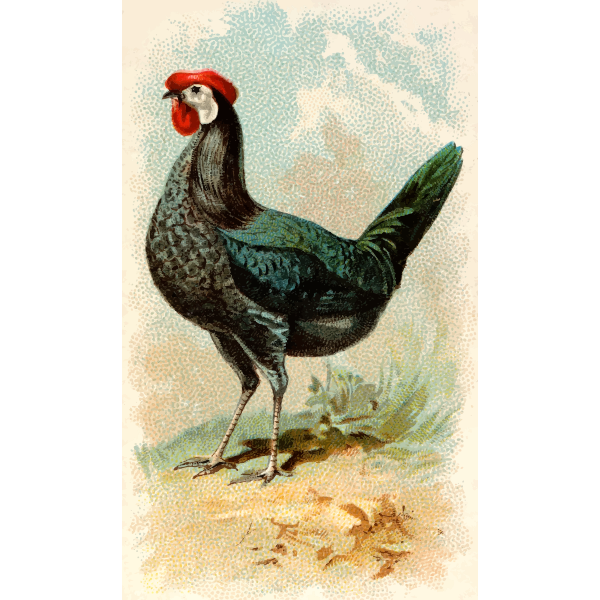 SVG Black Spanish hen