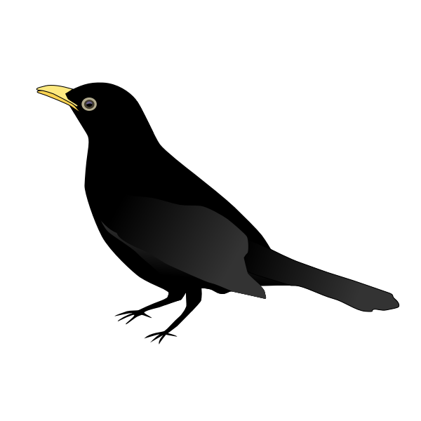 SVG Blackbird standing vector clip art