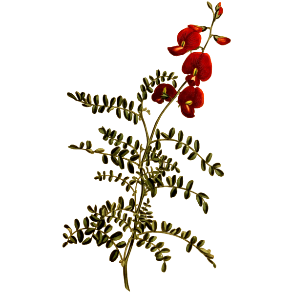 SVG Bladder-Senna Flower