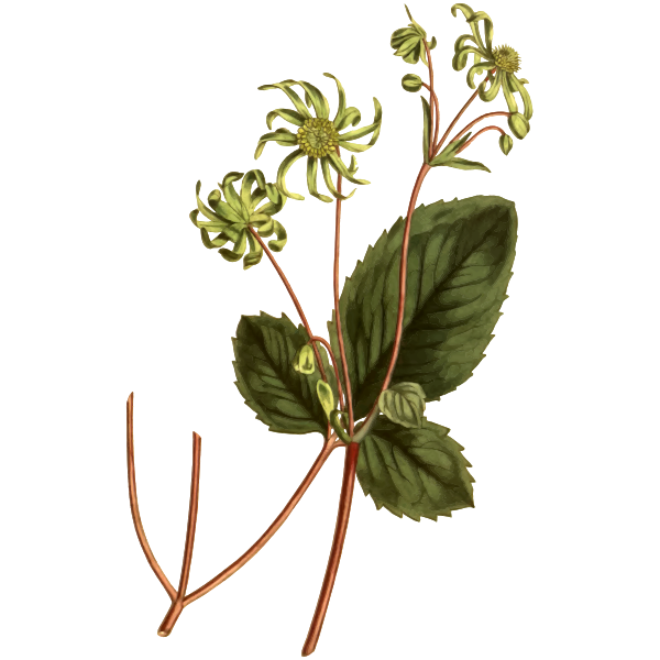 SVG Blistering knowltonia