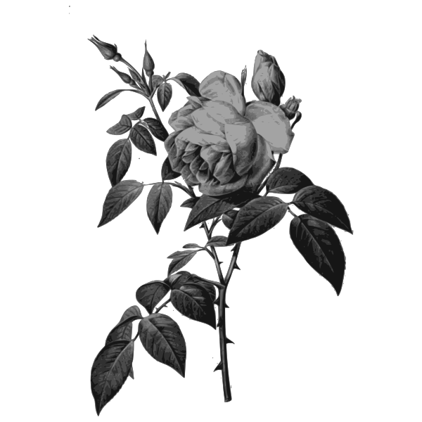 SVG Blossomed botanical flowers
