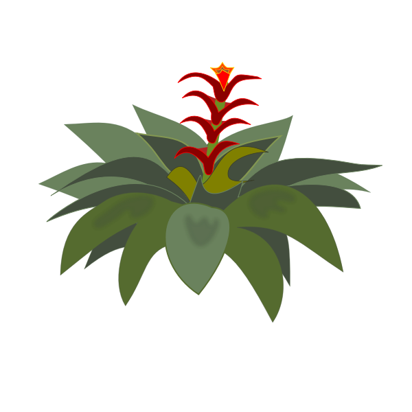 SVG Blossomed bromelia