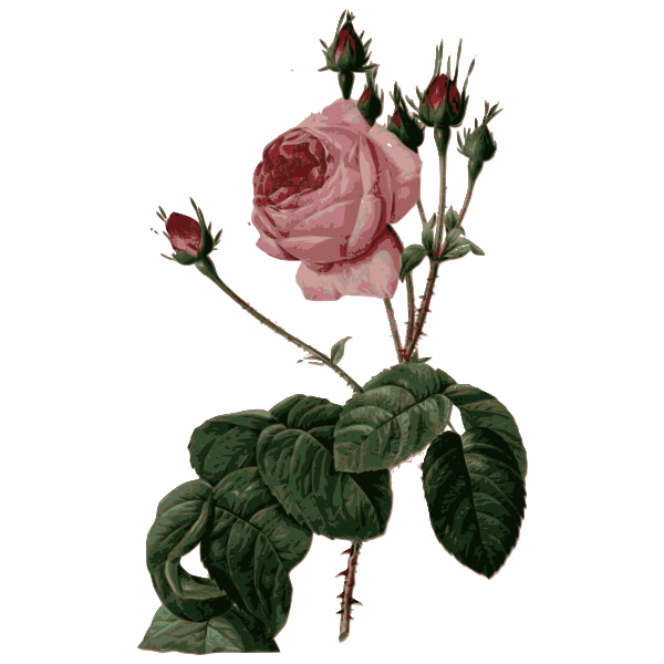 SVG Blossomed pink rose with leaves