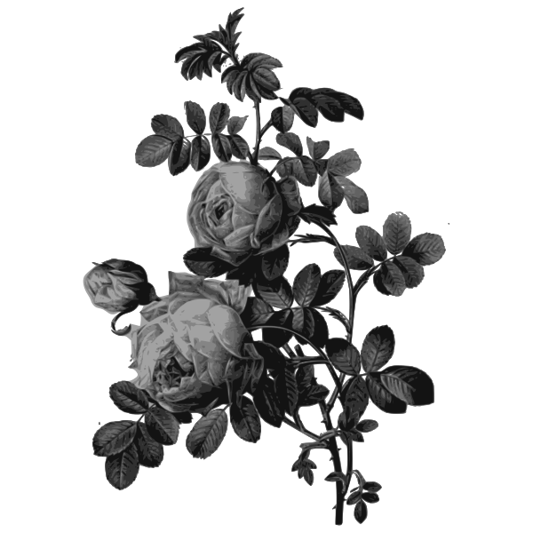 SVG Blossoming roses in gray