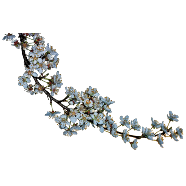 SVG Blossoms