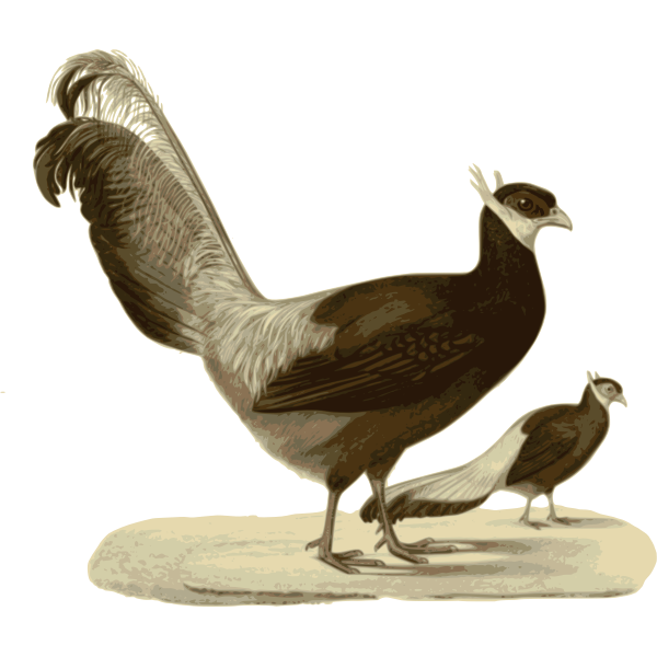 SVG Blue eared pheasant