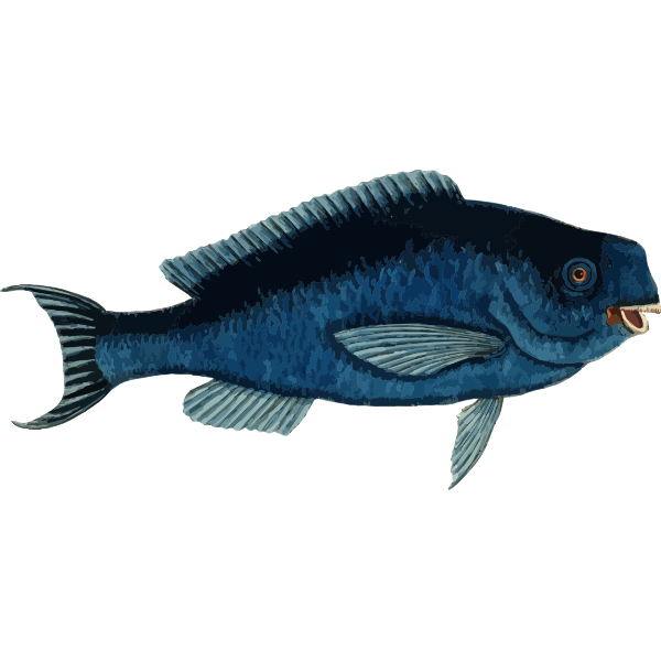 SVG Blue parrotfish
