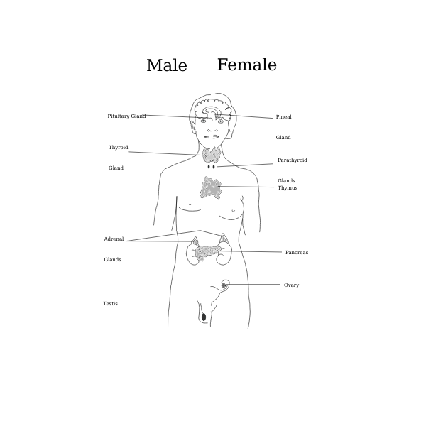 SVG Body Glands
