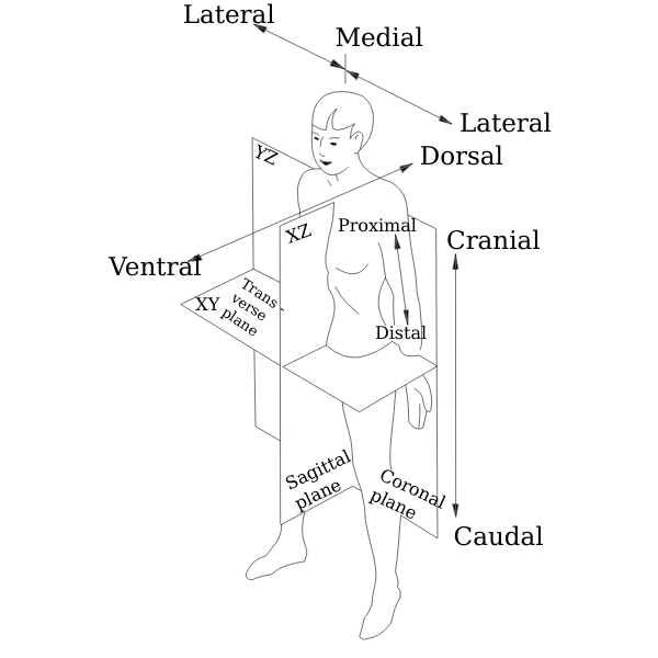 SVG Body plan