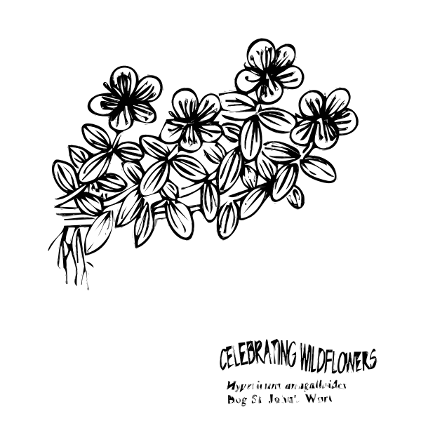 SVG Bog St Johns Wort