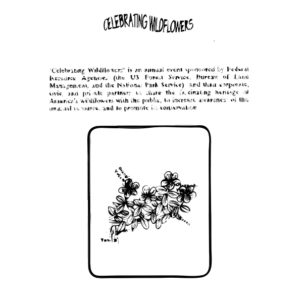 SVG Bog St Johns Wort Coloring Guide